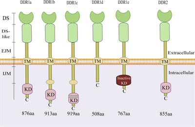 Focusing on discoidin domain receptors in premalignant and malignant liver diseases